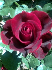 8624c35e-rose 2.jpg